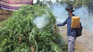 Bareskrim Polri Musnahkan 5 Hektare Ladang Ganja di Sumut
