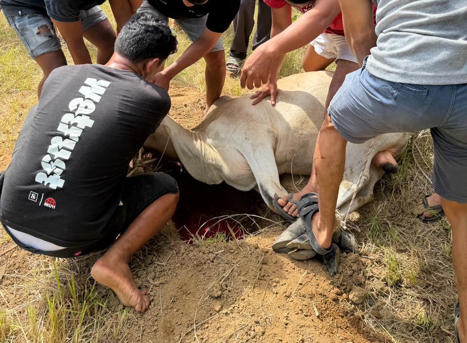 Perumda AM Padang Tebar 84 Hewan Kurban ke Daerah Sumber Air