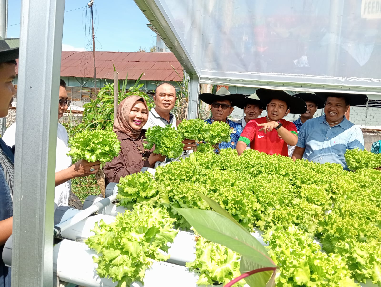 Camat Nanggalo Panen Perdana Tanaman Hidroponik Keltan Badunsanak Kampung Lapai